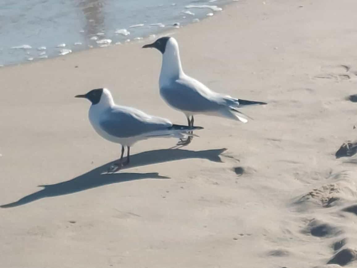 Ostseewind - In Der Strandstrasse-Fuehrt Zur Seebruecke Ostseebad Kühlungsborn Екстериор снимка
